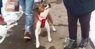 Euforische hond ontvangt enthousiast applaus als ze eindelijk wordt geadopteerd na 500 dagen in het dierenasiel