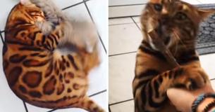 The World's Beloved Bengal Cat