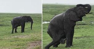 Toeristen in Zuid-Afrika zijn getuige van de geboorte van een olifant