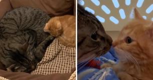 Shy Foster Kitten Is Eager For More Cuddles From His New Friend