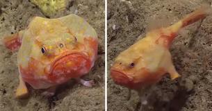 Extraordinary Deep-Sea Footage Shows Fish With 'Feet' Walking Across The Bottom Of The Ocean