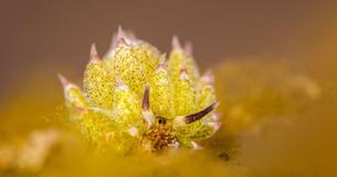 A Species Of Sea Slugs Is Able To Photosynthesize From The Algae It Feeds On