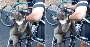 Un Koala déshydraté fait signe au cycliste et boit l'eau de sa bouteille par une chaleur de plus de 40 degrés