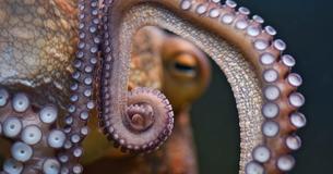 Tintenfisch entkommt Aquarium durch 50-Meter Abflussrohr in den Ozean