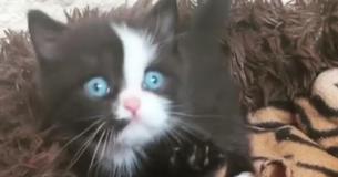 Bright Blue-Eyed Kitten Reaches For Camera
