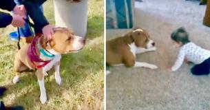 Stolen Pit Bull Was 2,000 Miles Away From Home But Made It Back To His Family