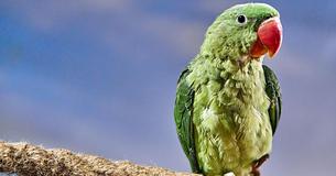 Florida Police Discover Parrot Yelling "Let Me Out" After Neighbors Called 911