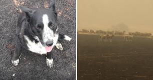 Border Collie Saves Flock Of Sheep From Wall Of Flame In Australia