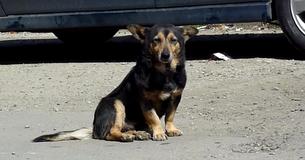 Homeless Romanian Dog Desperately Looking For Food Finally Finds A Home