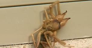 Un homme de l'Arizona trouve une créature qui ressemble à une araignée croisée scorpion dans sa maison