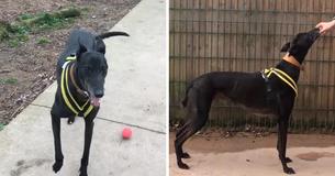 Stevie The Lonely Dog Is Still Looking For A Forever Home 7 Years After He Was Rescued