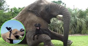 Orphaned Elephant Befriends Black Labrador And The Two Love Playing In The Water Together