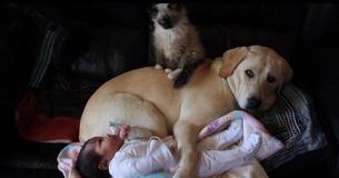 Video Captures Dog, Cat And Baby Nestling Together