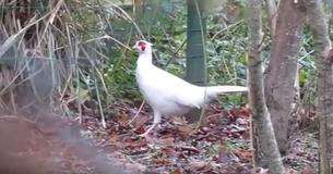 Rare Albino Pheasant Strolls Around Garden And Is Caught On Camera By Dog Walker