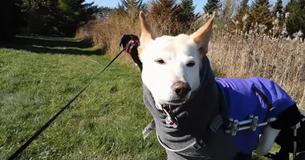Dog With Paralyzed Hind Legs Is Left On Sidewalk With Broken Wheelchair And Pack Of Diapers