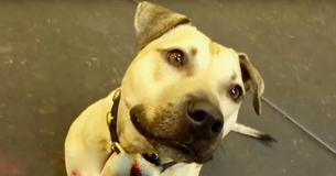 Pitbull gered van hondengevechten ontvangt zijn eerste snack en is daar meer dan blij om