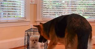 Un chiot ne cesse de s'échapper de sa cage, alors la propriétaire installe une caméra cachée et capture des images amusantes