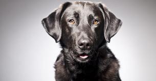 Guide Dog Sacked For Pursuing Squirrels Lands Important New Job