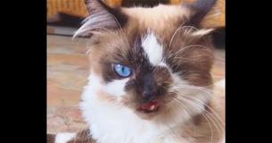 Woman Rescues Kitten With Genetic Condition From His Fate