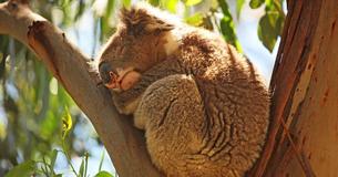 Ecologists Fear Wildlife Has 'Bleak Future' As Australia Fires Accelerate Extinction Crisis