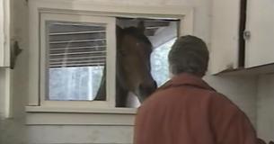 Woman Meets Horse After Leaving Prison And Their Friendship Turns Her Life Around