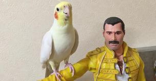 Valkparkiet zingt classic van Freddie Mercury terwijl hij op de arm van de held zit