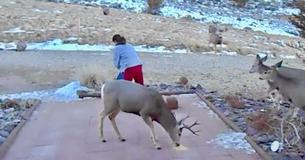 Une femme invite les cerfs sauvages dans son patio