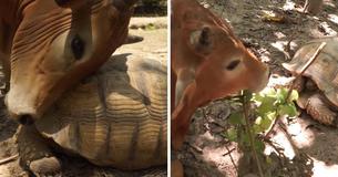 Giant Tortoise And Baby Cow In Thailand Became Unlikely Buddies