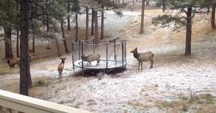 Un petit élan fait du trampoline au Colorado