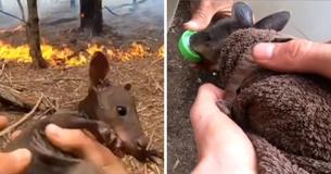 Instagram Influencer Becomes Volunteer Firefighter And Rescues Baby Kangaroo From Wildfires