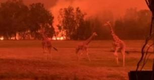Australian Zookeepers Take A Stand To Protect Hundreds Of Animals In New South Wales While Deadly Wildfires Advance