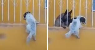 Dogs In Mexico Pursue Friendship Despite Fence That Divides Them