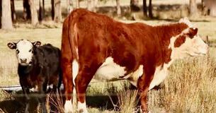 Miniature Cows Make Unexpectedly Excellent Pets