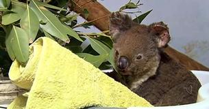 Babykoala geneest optimaal nadat hij gered werd van de Australische bosbranden.