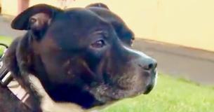 Hond vastgebonden gevonden in Lancashire Church met lief briefje van de voormalige eigenaar