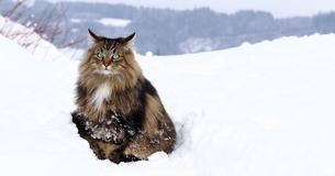 Die Norwegische Waldkatze war früher ein beliebtes Haustier der Wikinger