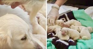 Une chienne d'assistance accouche de 8 chiots à l'aéroport de Tampa