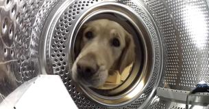 Worried Golden Retriever Rescues Her Favorite Teddy Bear Out Of The Tumble Dryer