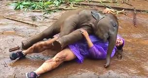 Une femme reçoit des calins de la part d'un mignon bébé éléphant en Thaïlande