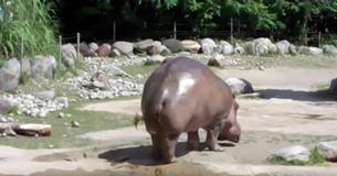 Le Pet Inattendu d'Hippo A Fait Eclater De Rire Les Visiteurs Du Zoo, Regardé Par Plus De 32 Millions De Personnes