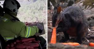 Planes Drop Thousands Of Kilos Of Carrots And Potatoes For Animals Affected By Wildfires