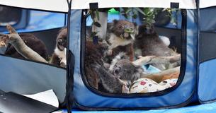 School Becomes Makeshift Hospital For Koalas Orphaned And Injured In Australia's Bushfires