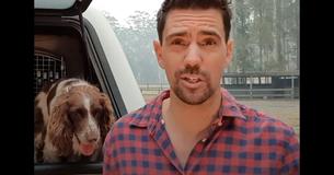 Trained Dogs Are Saving Koalas During The Australia Wildfires