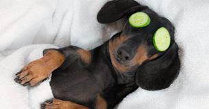 Hotel In UK Offers Spa Days For Dog Owners And Their Pet