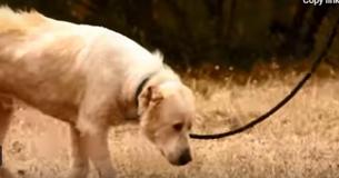Rescue Group Discover Sheepdog Left By Owners
