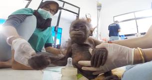 Baby Orangutan Abandoned In A Cardboard Box Is Brought Back To Life
