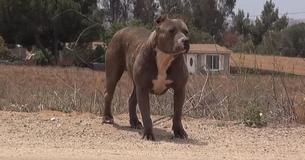 Abandoned Pit Bull Lured By Rescue Organization With The Promise of Cheeseburgers