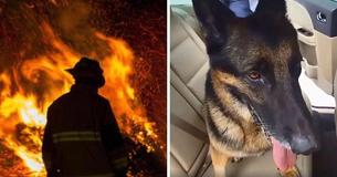 Retired Police Dog Returns To Carry Out His Duty And Saves Toddlers From Burning Building