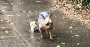 Hond redt zwerfkitten en begeleidt haar veilig naar huis