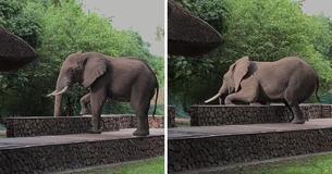 Bull Elephant Attempts To Climb Over A Wall To Reach A Mango Tree
